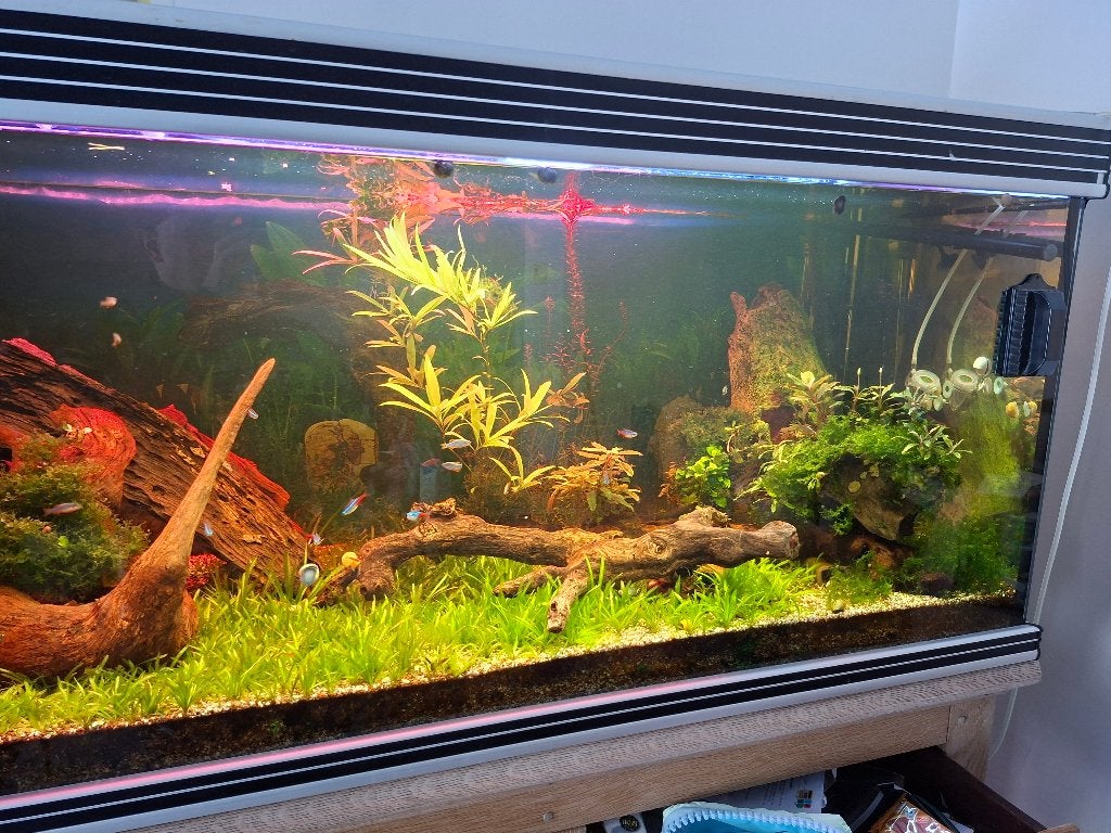Aquarium 1m80, Ophalen
