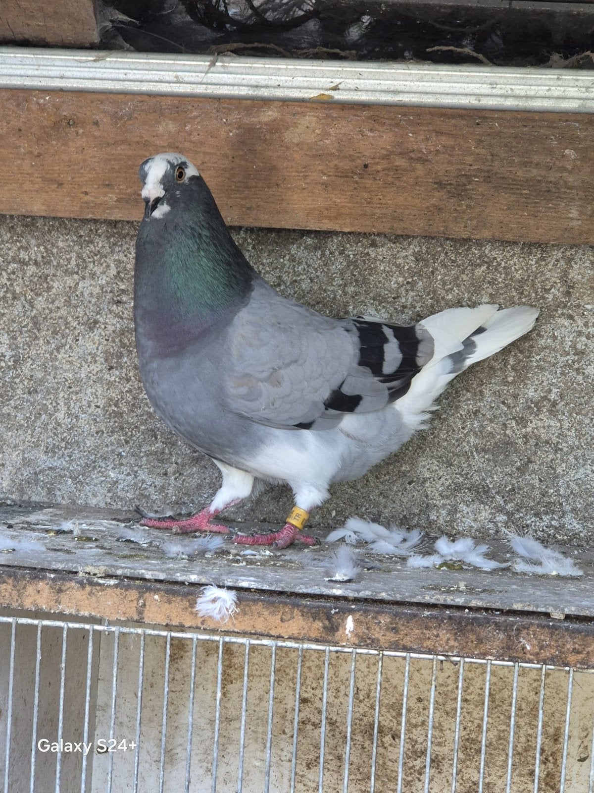 Gaditano sierduivel, Dieren en Toebehoren