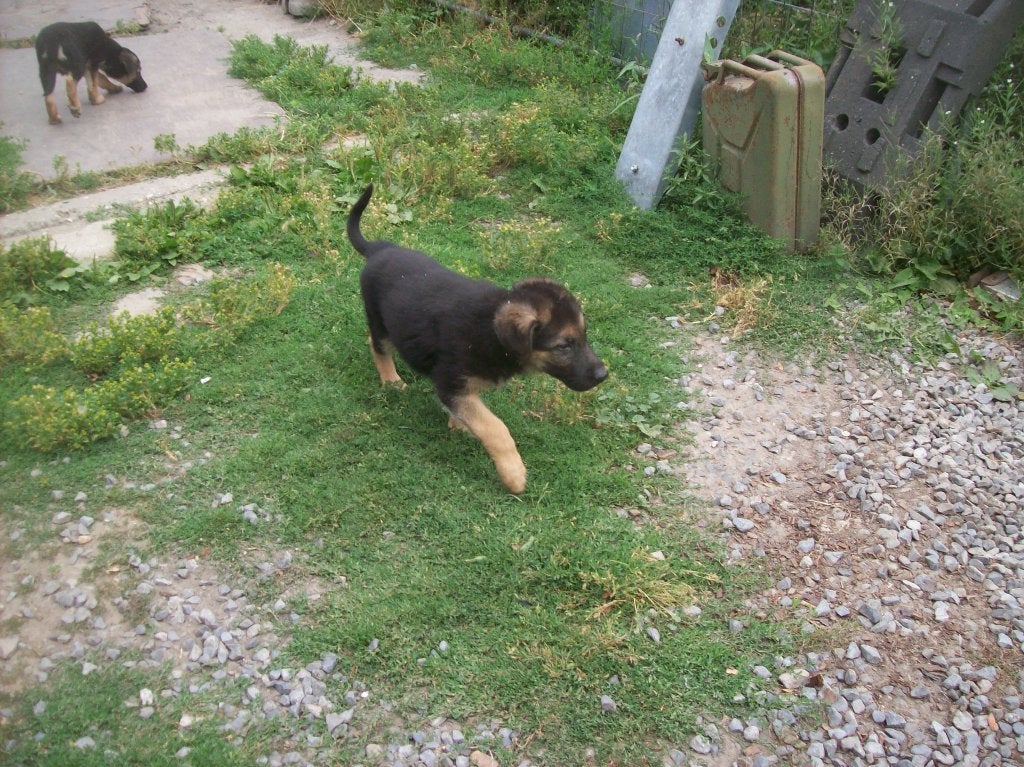 duitse herder pups, Dieren en Toebehoren, België, Particulier, 8 tot 15 weken, Parvo