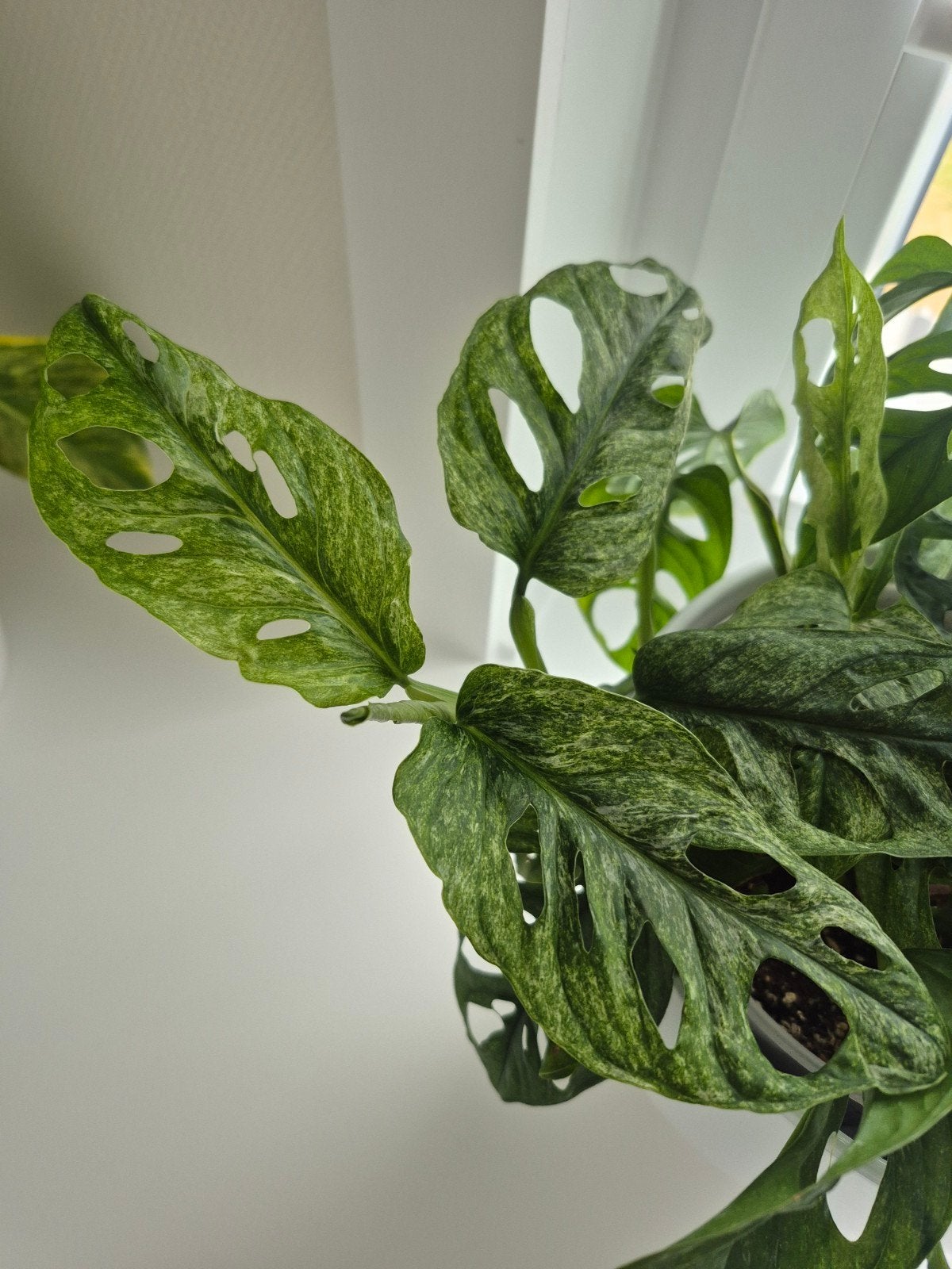 Ongewortelde stekken monstera adansonii mint, Huis en Inrichting, Kamerplanten, Ophalen of Verzenden