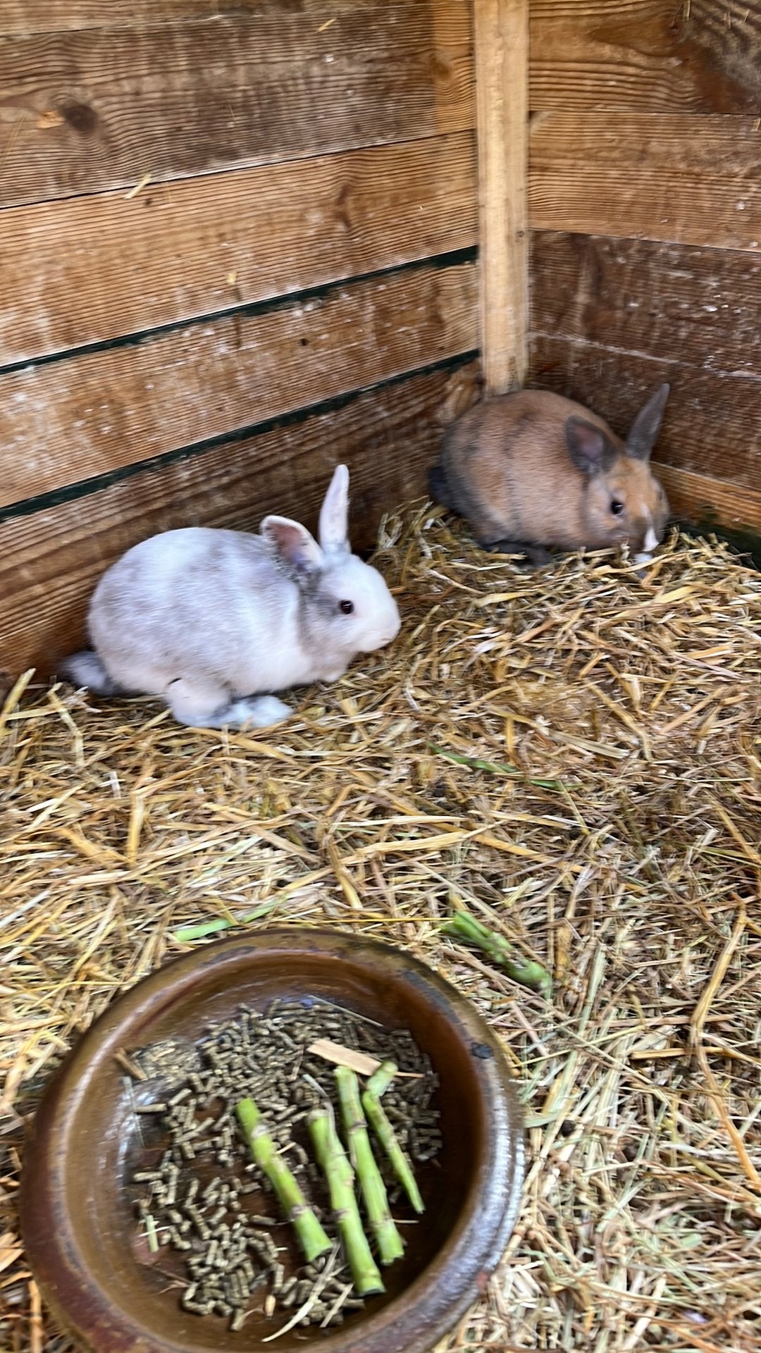 Jonge dwergkonijntjes, Dieren en Toebehoren