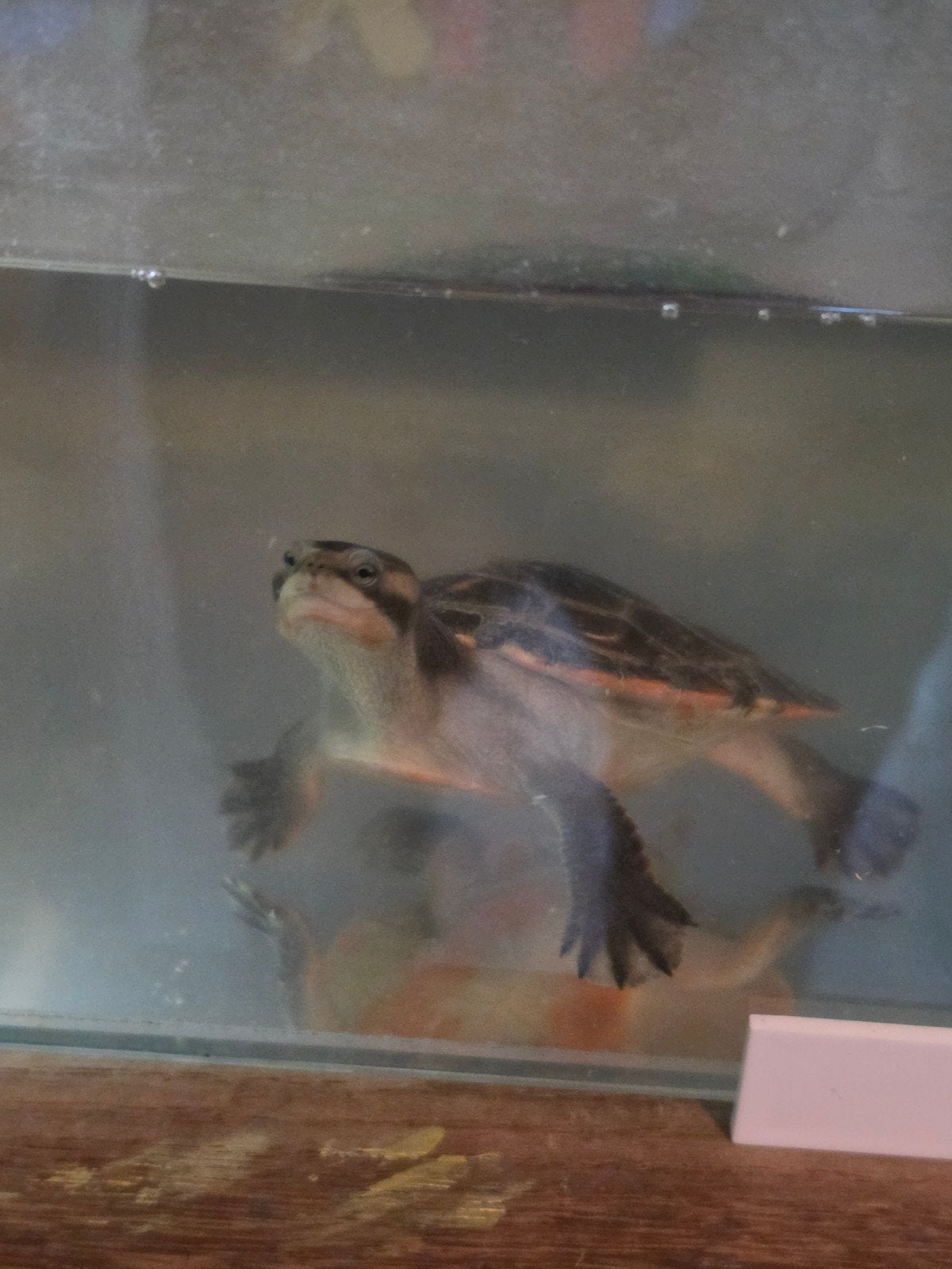 tortue Emydura subglobosa, Dieren en Toebehoren, Ophalen, Zo goed als nieuw, Overige typen