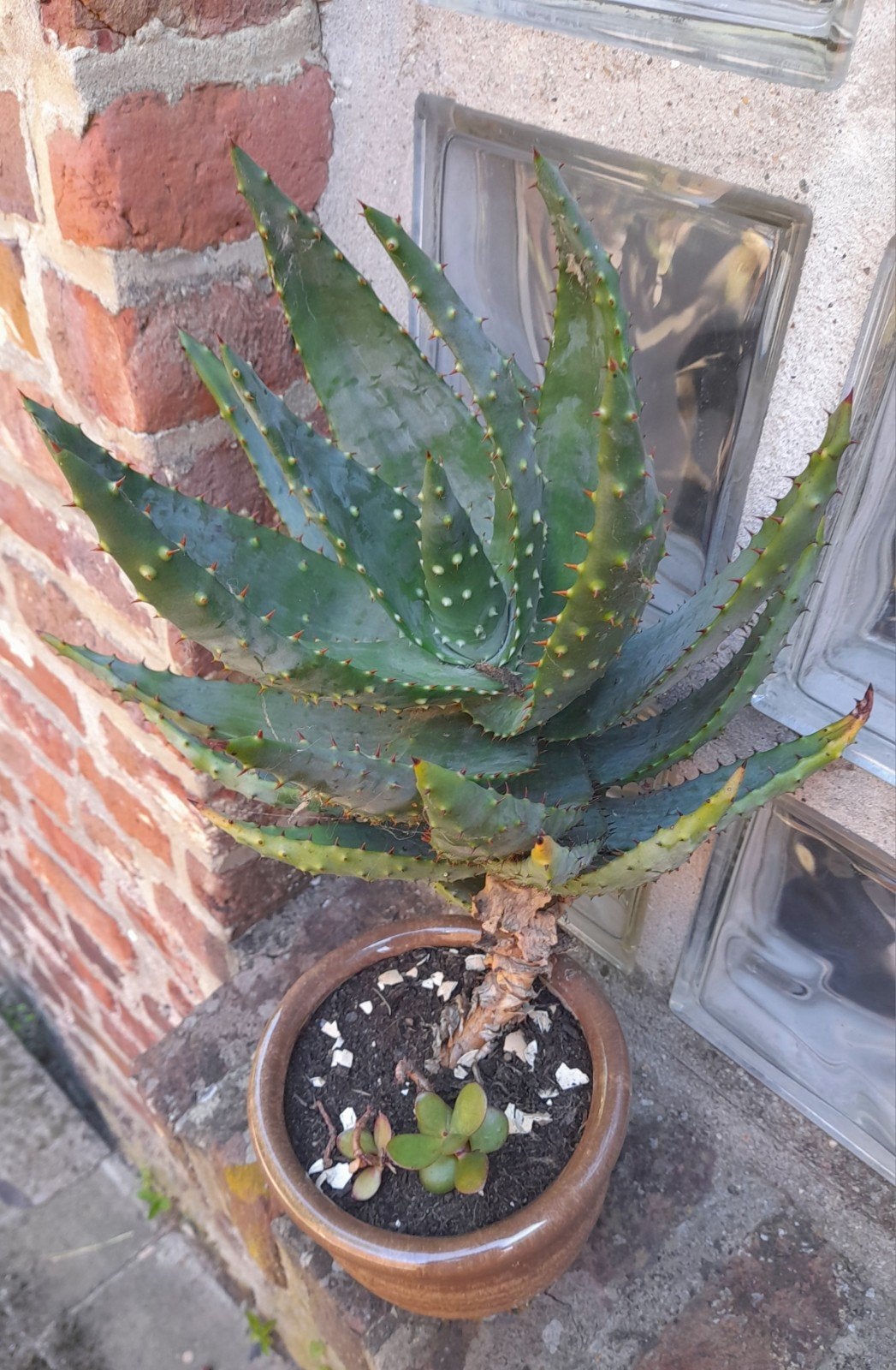 Cactus d'extérieur  à  rempoter  max 45 cm avec pot 13 cm, Enlèvement ou Envoi, Autres espèces, Moins de 100 cm