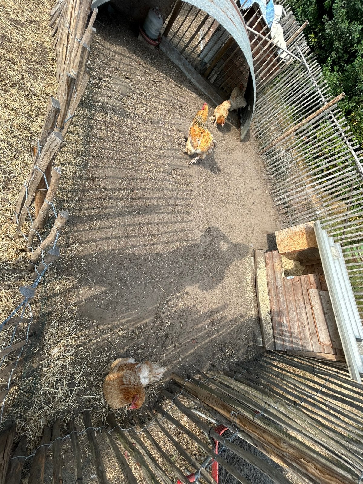 Kippen + hok, Dieren en Toebehoren, Meerdere dieren, Kip