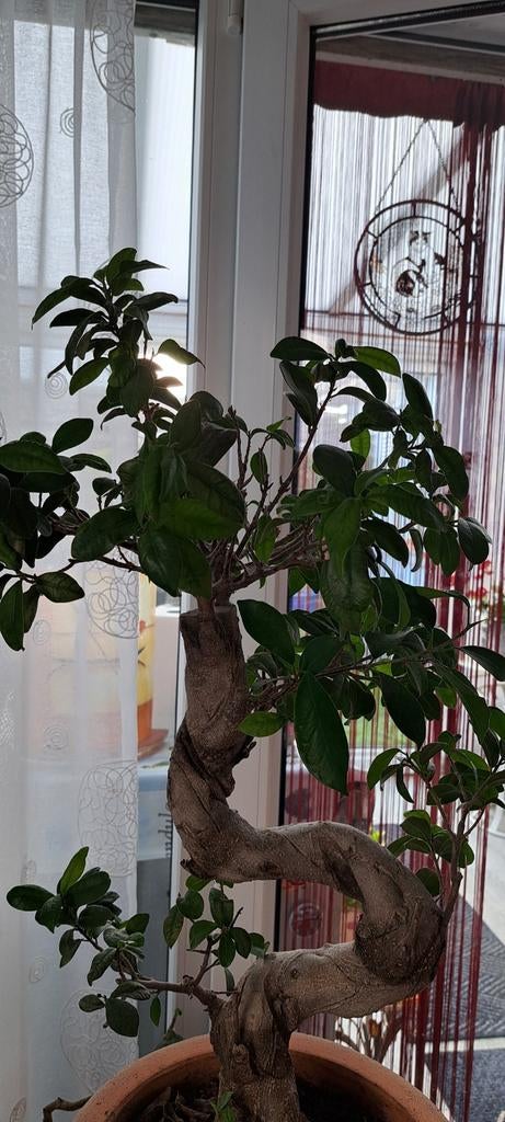 Bonsai ficus, Enlèvement, Bonsai
