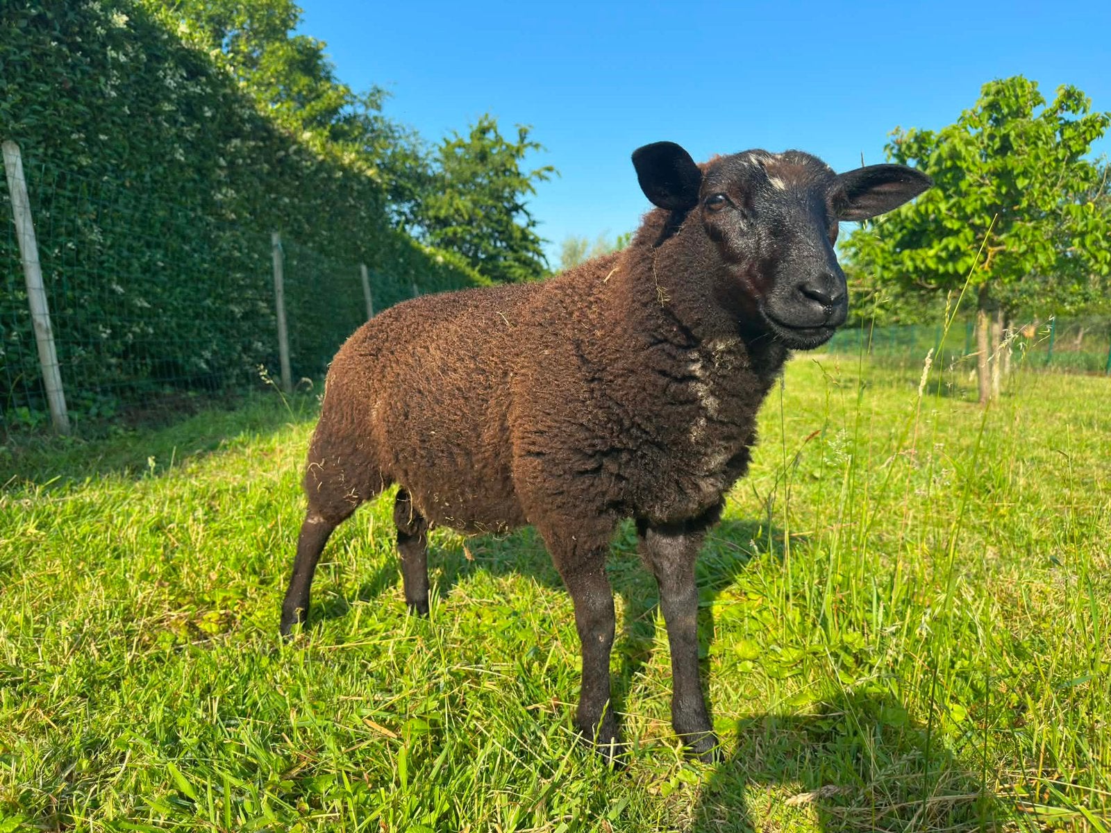 Dekbok lam, Mannelijk, Schaap, 0 tot 2 jaar