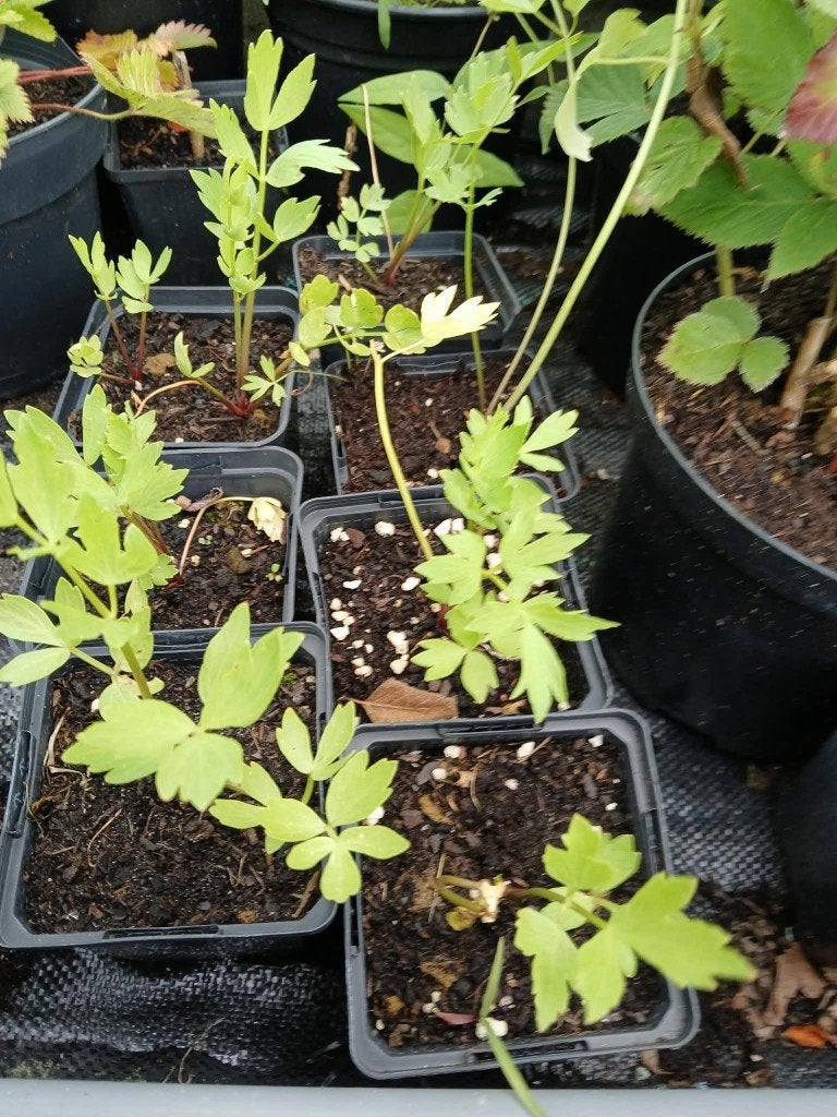 Lavas (Levisticum officinale), Tuin en Terras, Planten | Tuinplanten, Ophalen, Vaste plant, Halfschaduw, Kruiden