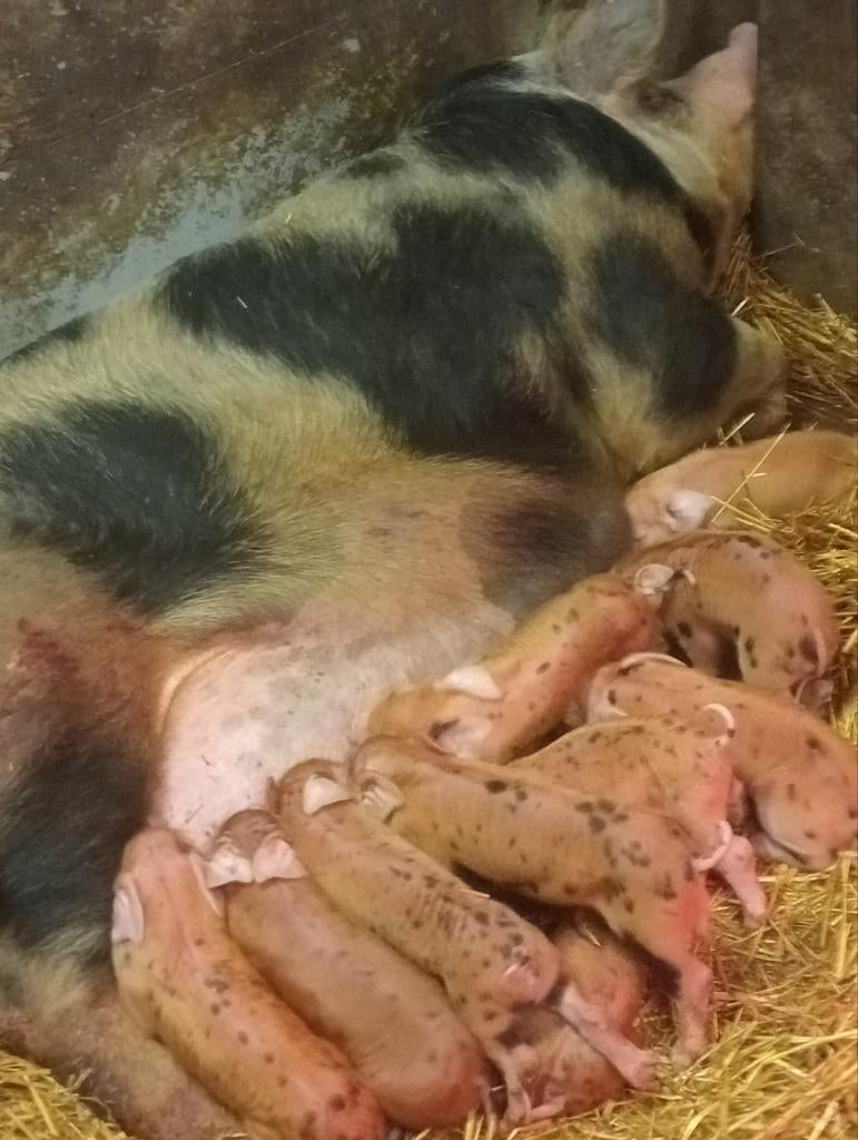 Varken te koop, Dieren en Toebehoren, Varken