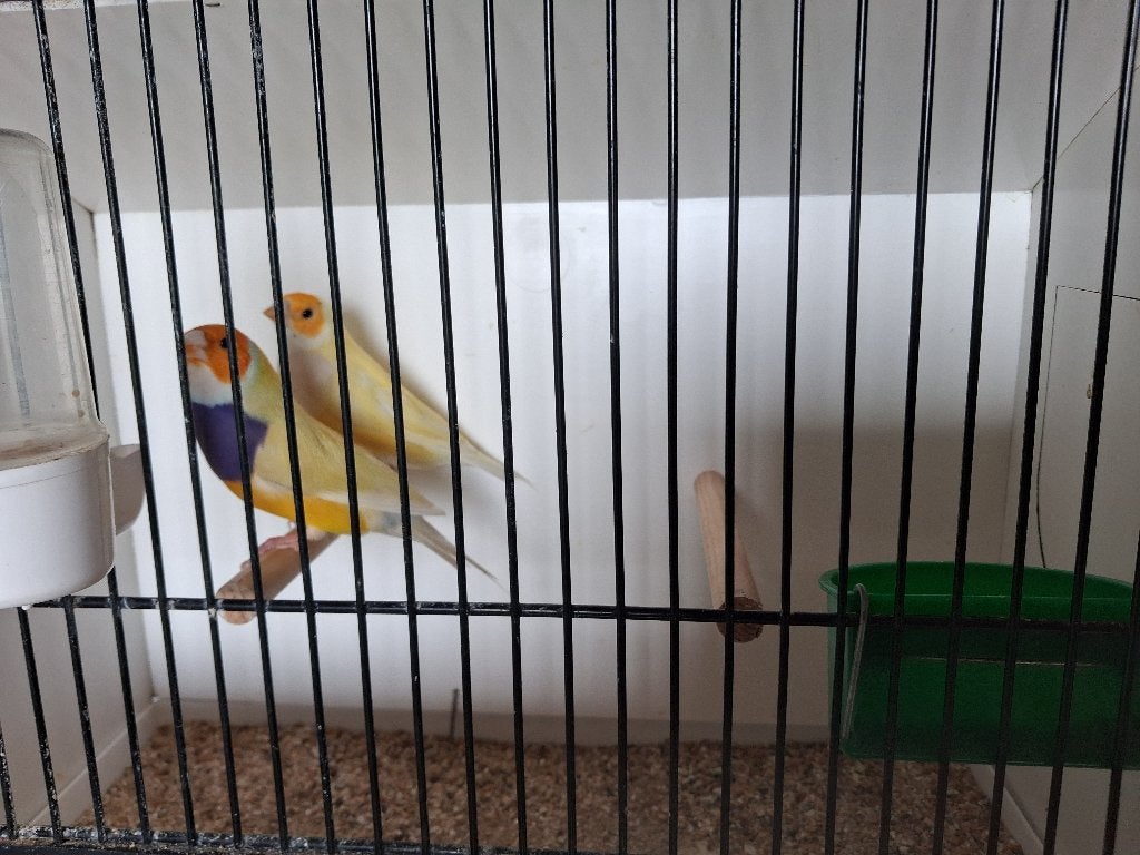 Koppel gouldamadine, Dieren en Toebehoren, Vogels | Overige Vogels, Meerdere dieren, Tropenvogel, Geringd