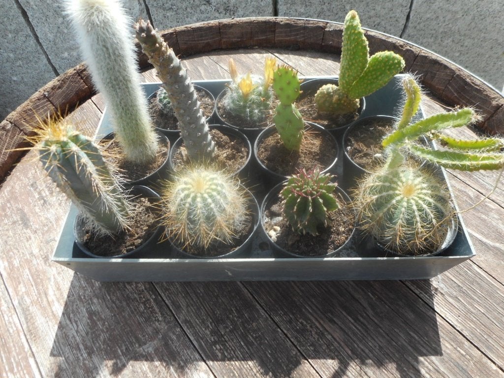 Planten, Ophalen of Verzenden, Vaste plant, Overige soorten, Volle zon