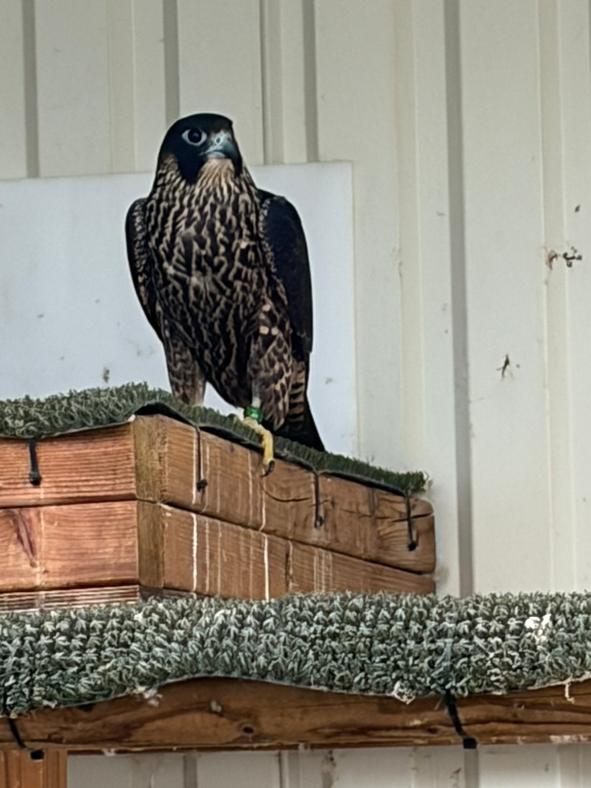 Slechtvalk wijf 2026, Dieren en Toebehoren, Vrouwelijk, Roofvogel, Geringd