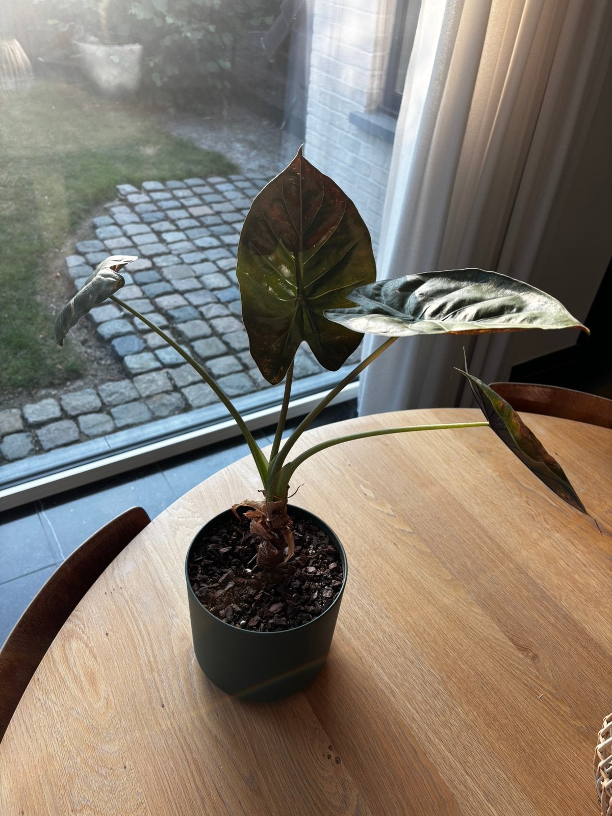 Alocasia Wentii, Enlèvement