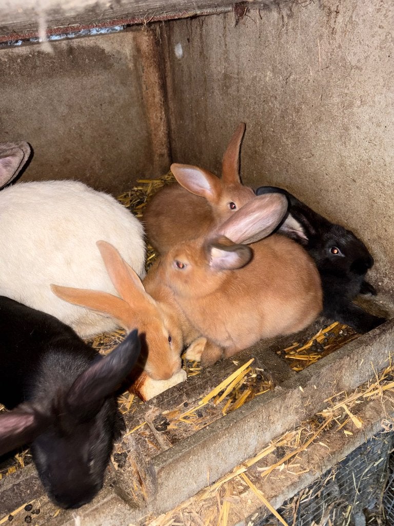Jonge vleeskonijnen, Dieren en Toebehoren, Meerdere dieren, Middelgroot, 0 tot 2 jaar