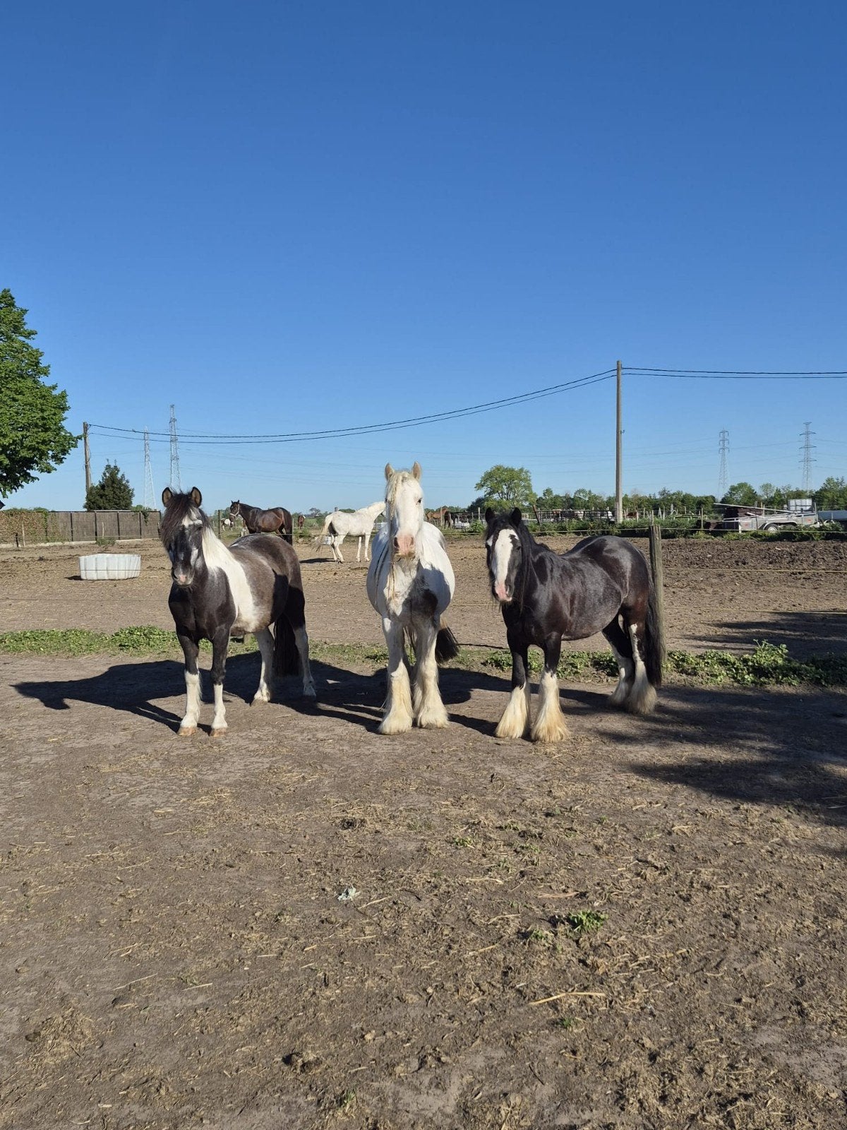 A, B & C pony's uit manege, Jument, B, Avec puce électronique