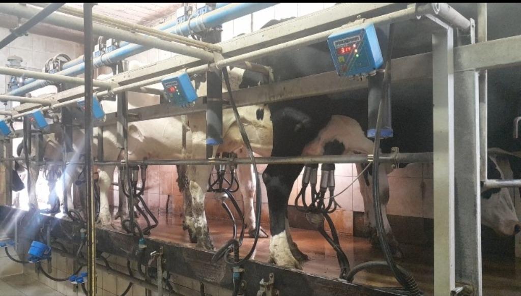 Melkstand Packo Fullwood 2x5, Ophalen, Veehouderij, Melktechniek