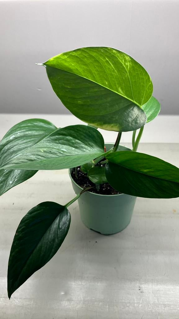 Epipremnum aureum variegata, Huis en Inrichting, Kamerplanten, Ophalen of Verzenden