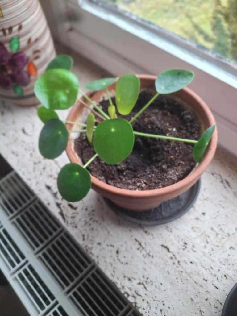 Plantes, Enlèvement