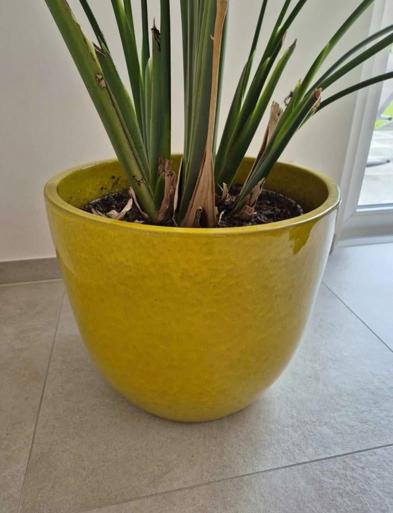 Grand vase jaune moutarde, Enlèvement