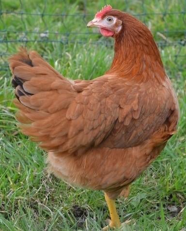 Kippen Isa Brown jonge hennen beschikbaar, Dieren en Toebehoren, Vrouwelijk, Kip