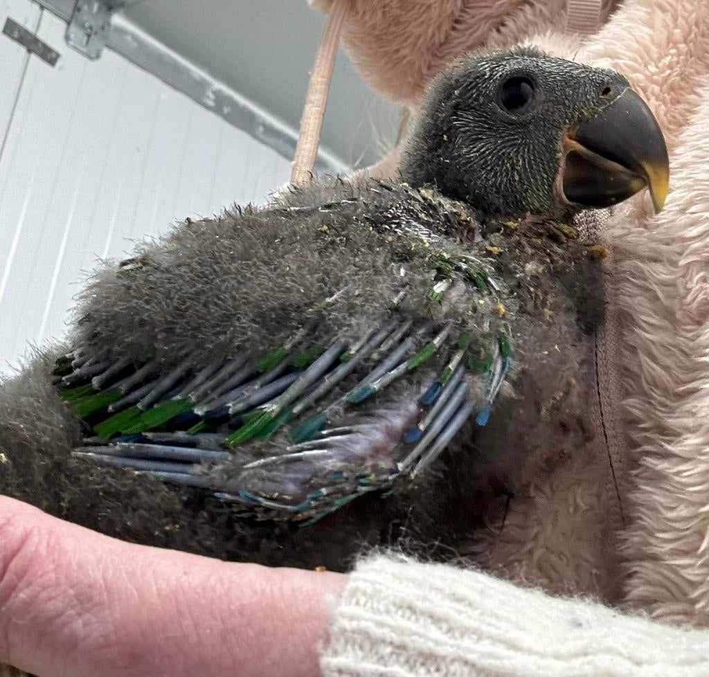 Bébé perroquet rouge  Baby Eclectus, Perroquet, Parleur