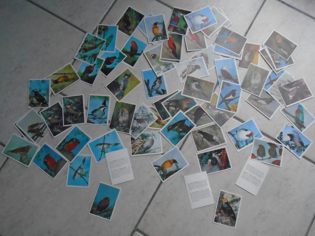 80 CARTES AVEC EXPLICATIONS"OISEAUX"/COLLECTION, Enlèvement ou Envoi