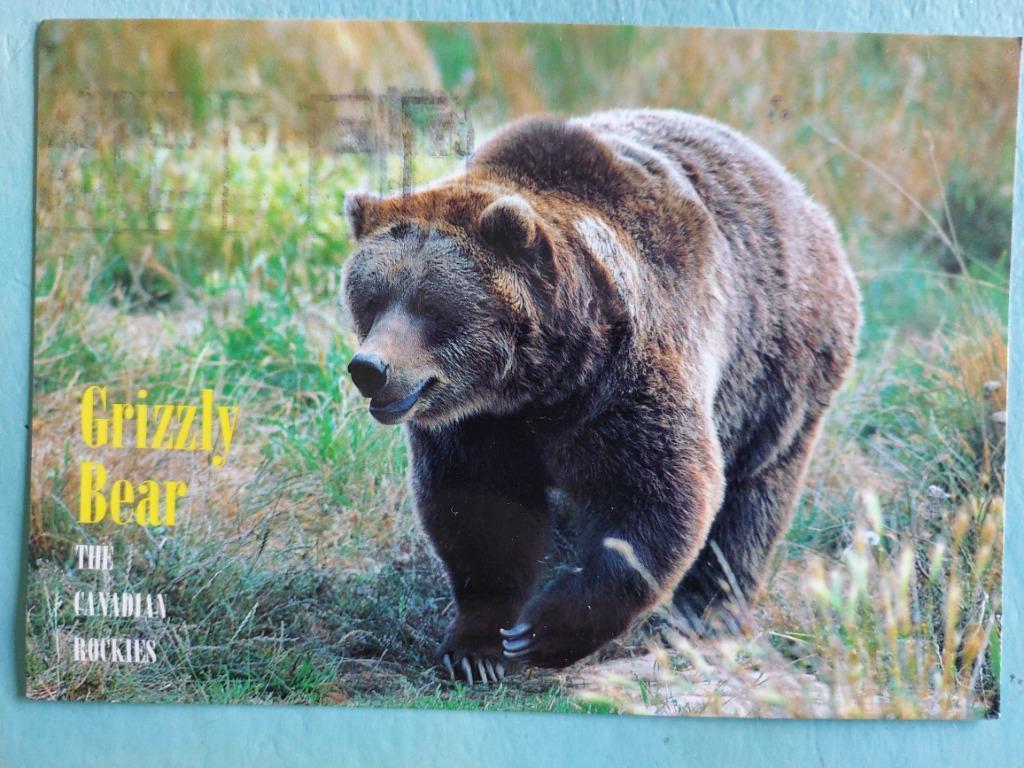 postkaart (Canada) : Grizzly Bear, Verzamelen, Dierenverzamelingen, Verzenden