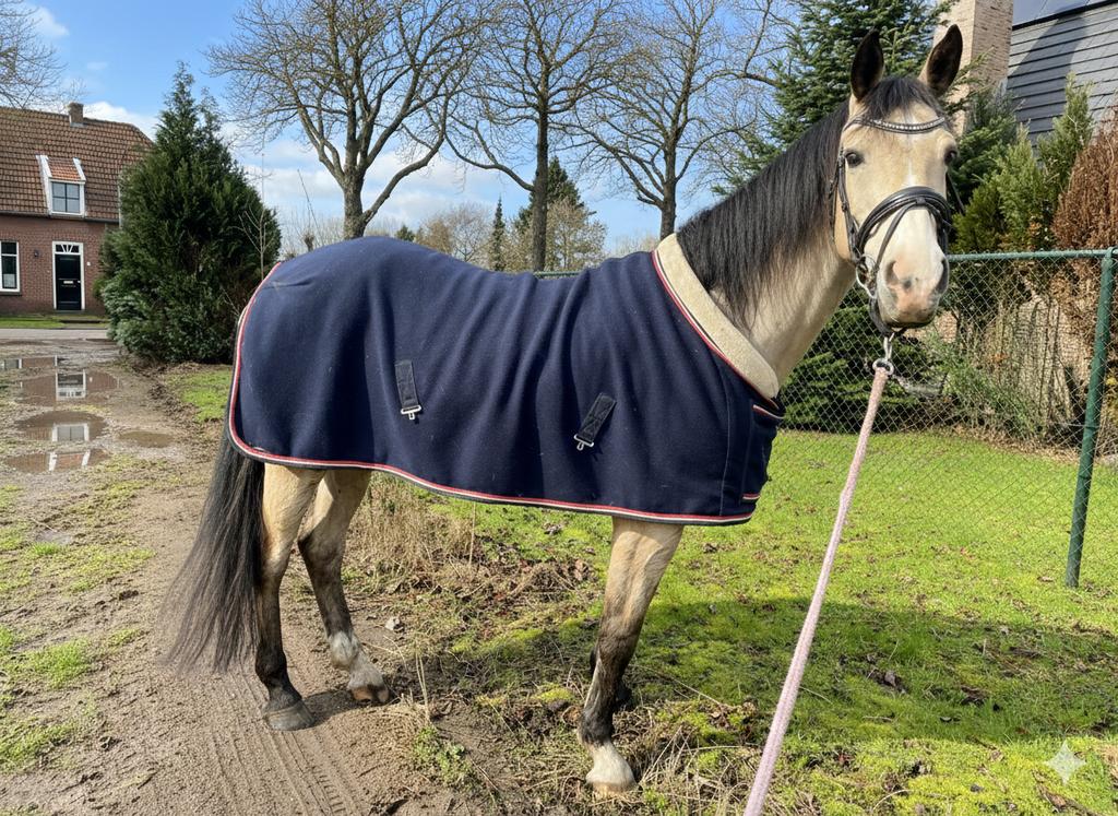 Grote pony  of paard gezocht!, Dieren en Toebehoren, Paarden, Merrie