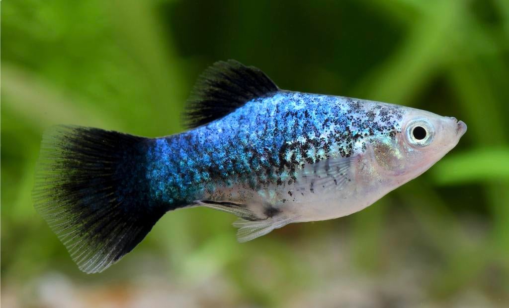 Nieuw: Staalblauwe Platy (Metallic), Dieren en Toebehoren, Vis, Zoetwatervis, Schoolvis