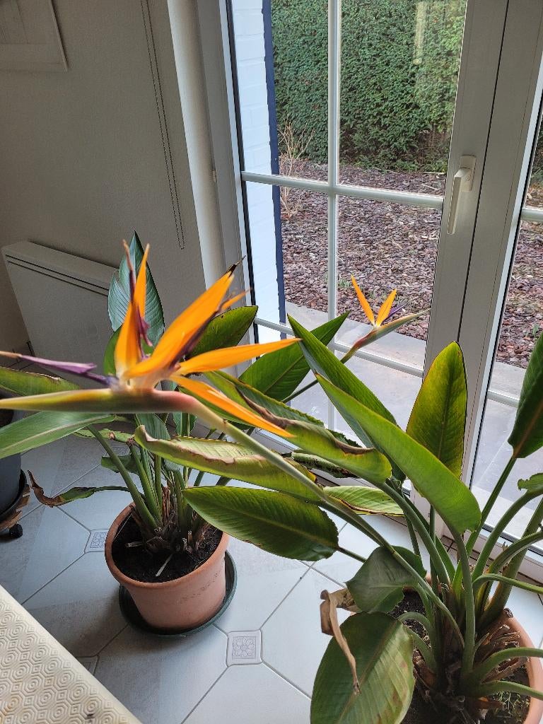 Plante oiseau de paradis, Autres espèces, Hiver, Plein soleil, Enlèvement