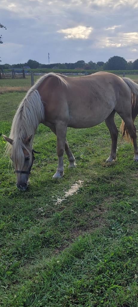 Gedekte haflinger., Jument