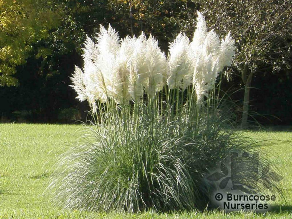 PAMPASGRAS   IN 12  LITERPOT WIT .ROOS.SILVER, Tuin en Terras, Planten | Tuinplanten, Ophalen, Zomer, Vaste plant, Volle zon