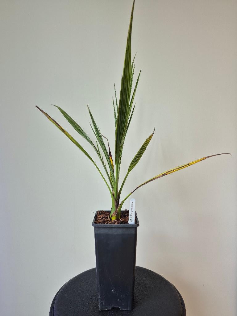Phoenix theophrasti, Ophalen of Verzenden, Vaste plant, Volle zon
