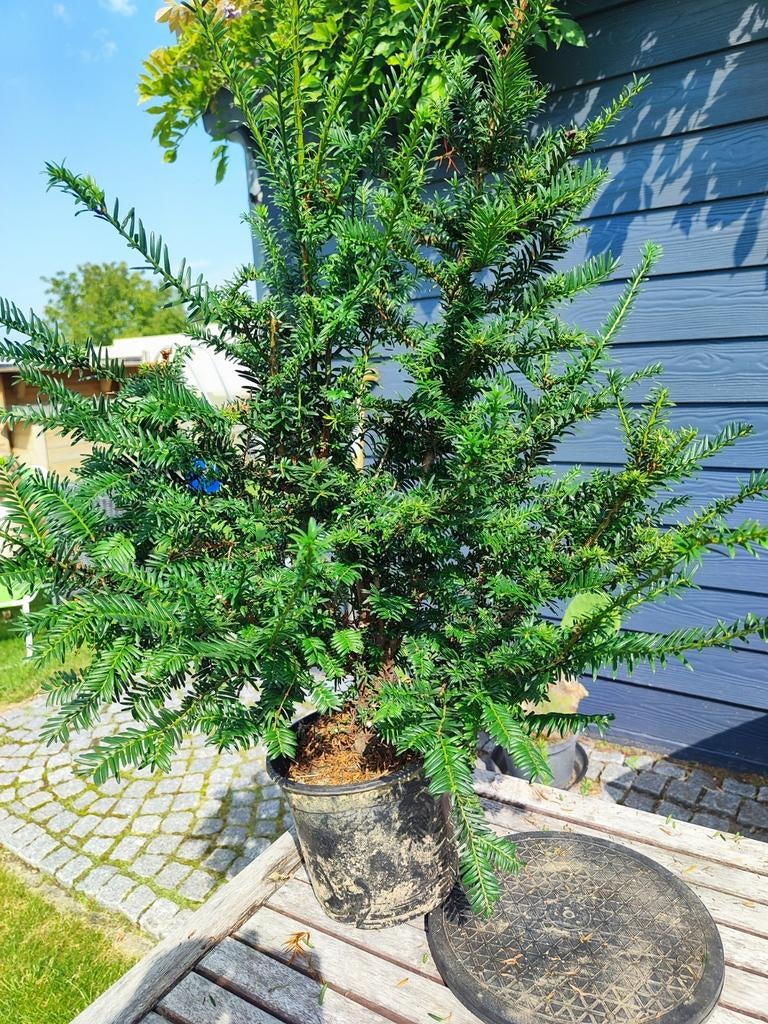 start plant bonsai taxus 2, Tuin en Terras, Planten | Bomen, Ophalen, In pot