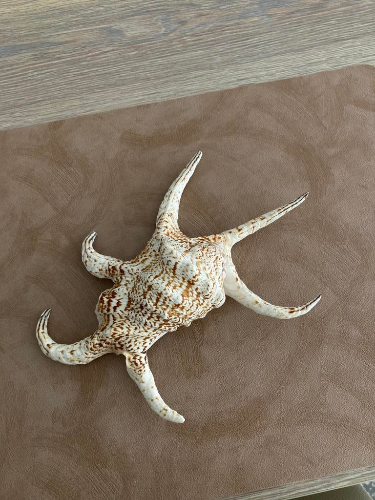 Harpago chiragra 24 cm, Strombidae, coquillage,, Collections, Enlèvement ou Envoi, Coquillage(s)