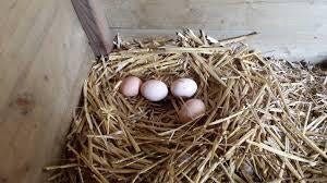 Vers eieren, Dieren en Toebehoren, Vogels | Overige Vogels