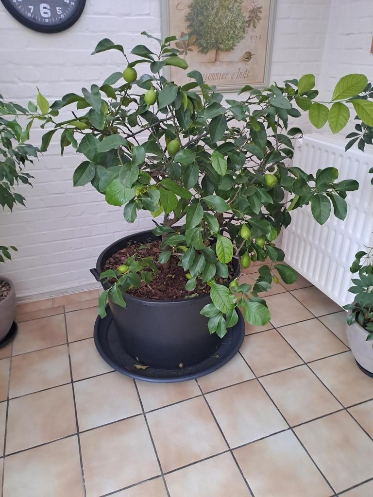 Citroenplant, Tuin en Terras, Ophalen