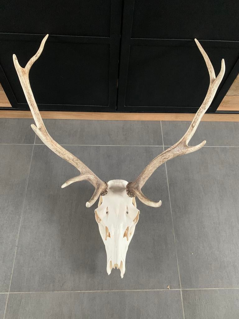 Trophée de Cerf, Enlèvement, Comme neuf, Cerf