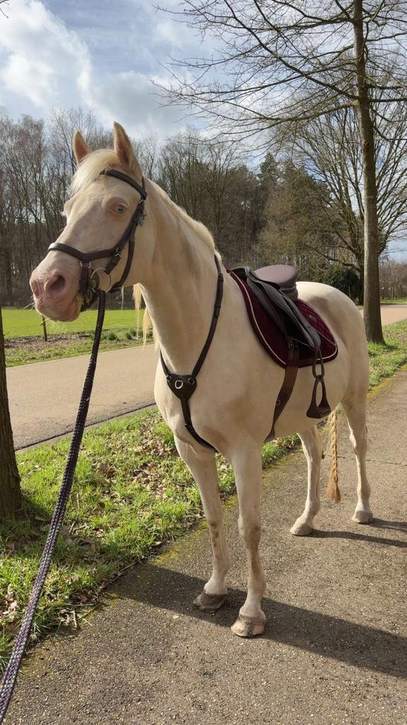 zadelmak maken, trainingen, lessen, Dieren en Toebehoren, Paarden, Zadelmak
