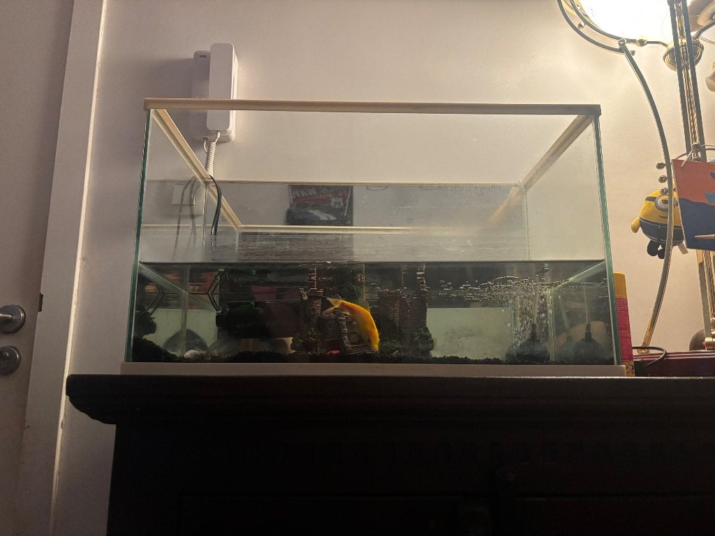 Aquarium, Animaux & Accessoires, Enlèvement, Pompe, Comme neuf, Aquarium d'eau douce rempli