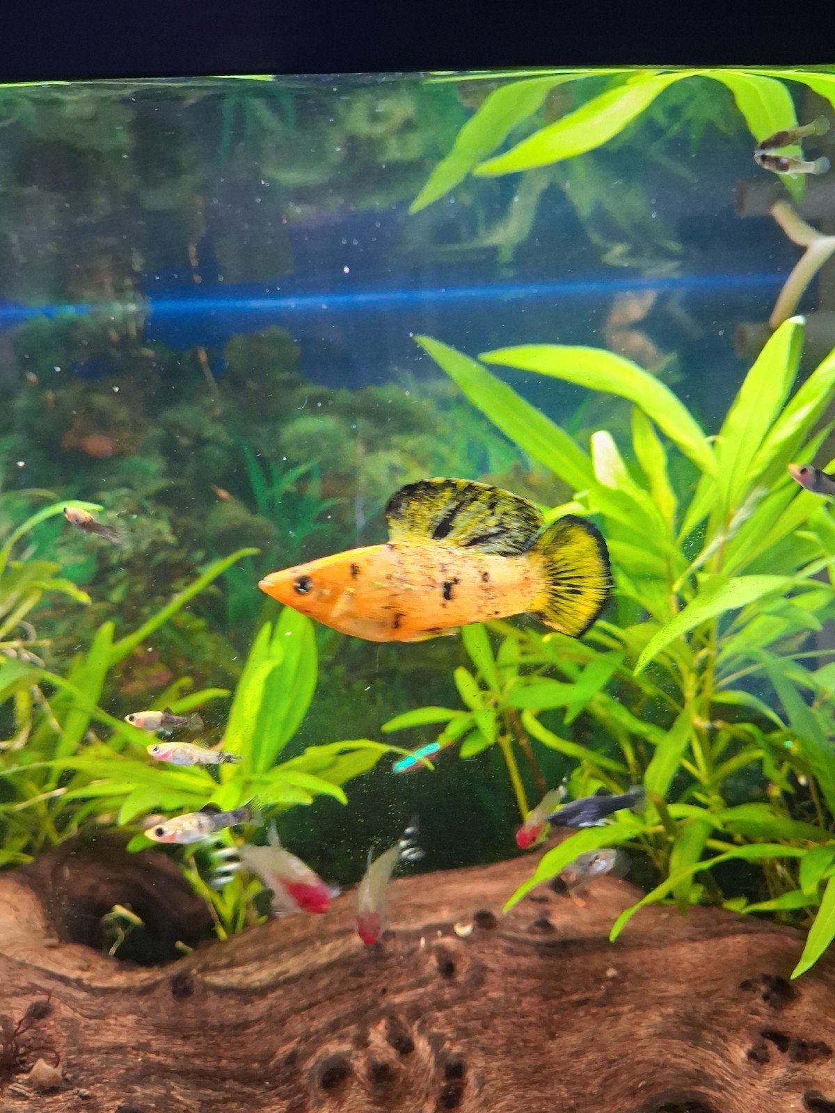 gratis platys, Animaux & Accessoires