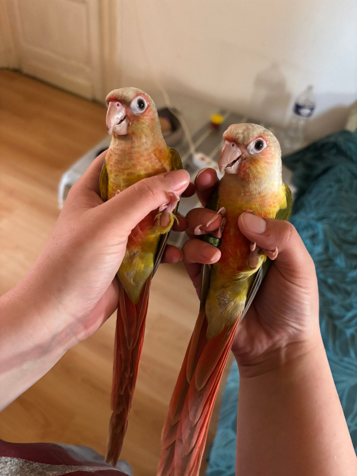 Conures Pyrrhura molinae Ananas, Plusieurs animaux, Perroquet, Bagué