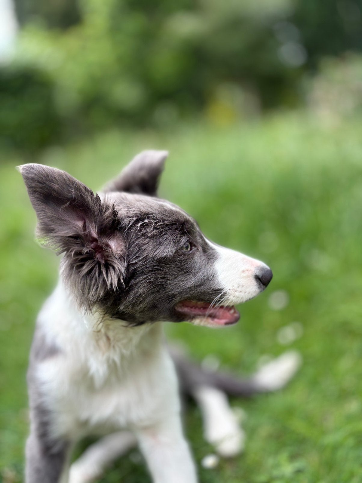 CHIOT —- BORDER COLLIE —— GRIS BLANC, Hépatite contagieuse (maladie de Rubarth), Belgique, 8 à 15 semaines, Éleveur | Loisir