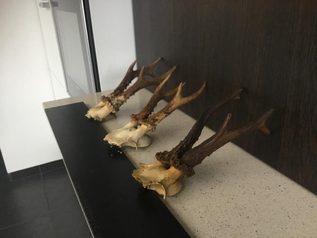 Bois de cerf, Collections, Enlèvement, Comme neuf