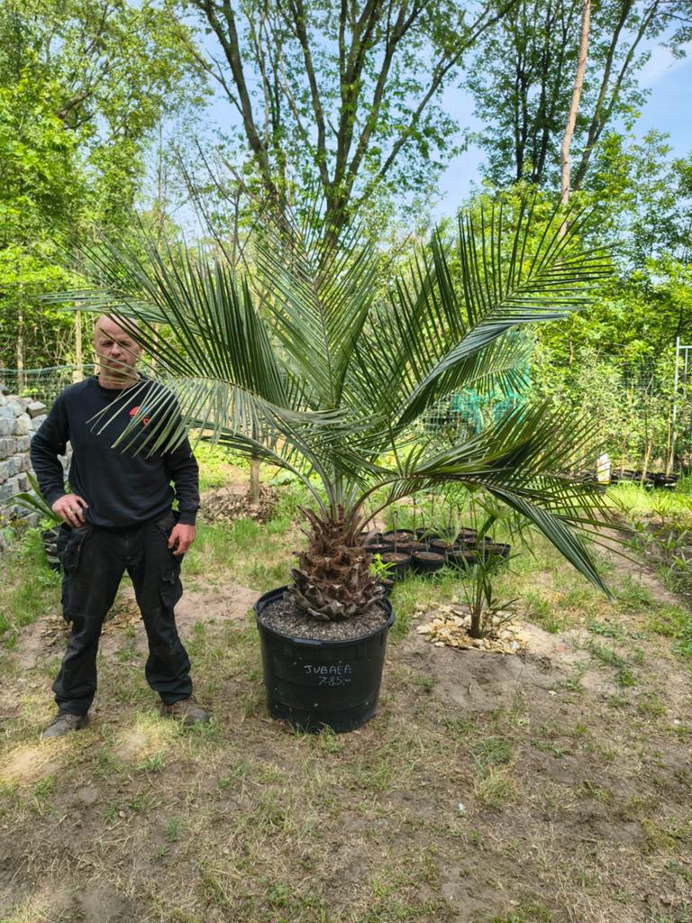 Prachtige Palmboom Jubaea Chilensis XL Te Koop Intermassa BV, Ophalen, Winter, Palmboom