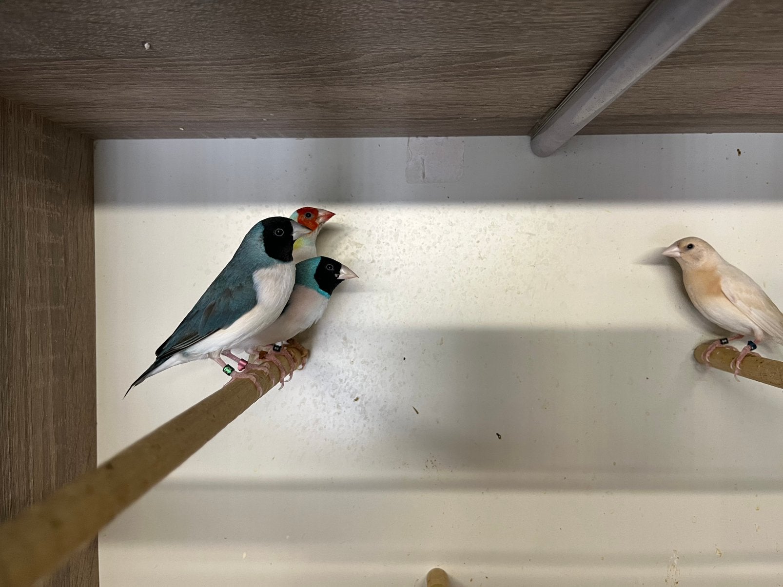 5 gouldamandines, Dieren en Toebehoren