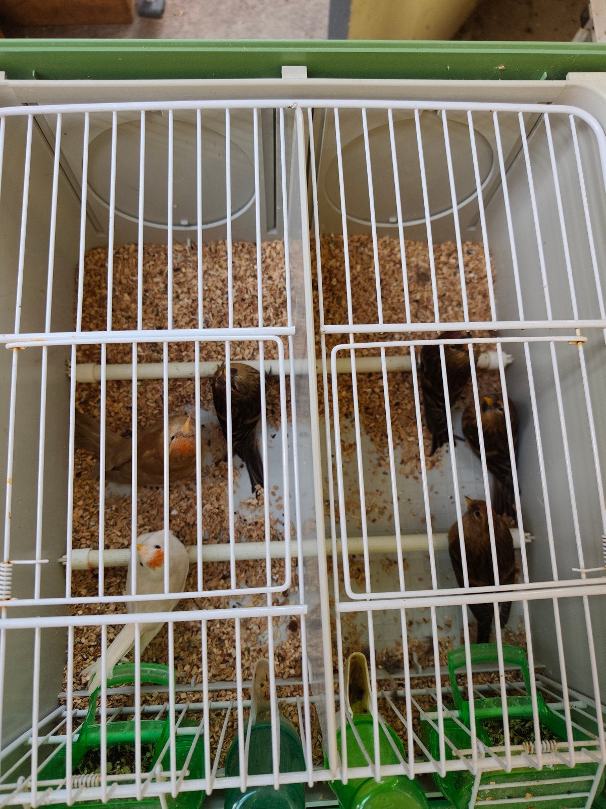 sizerin, Animaux & Accessoires