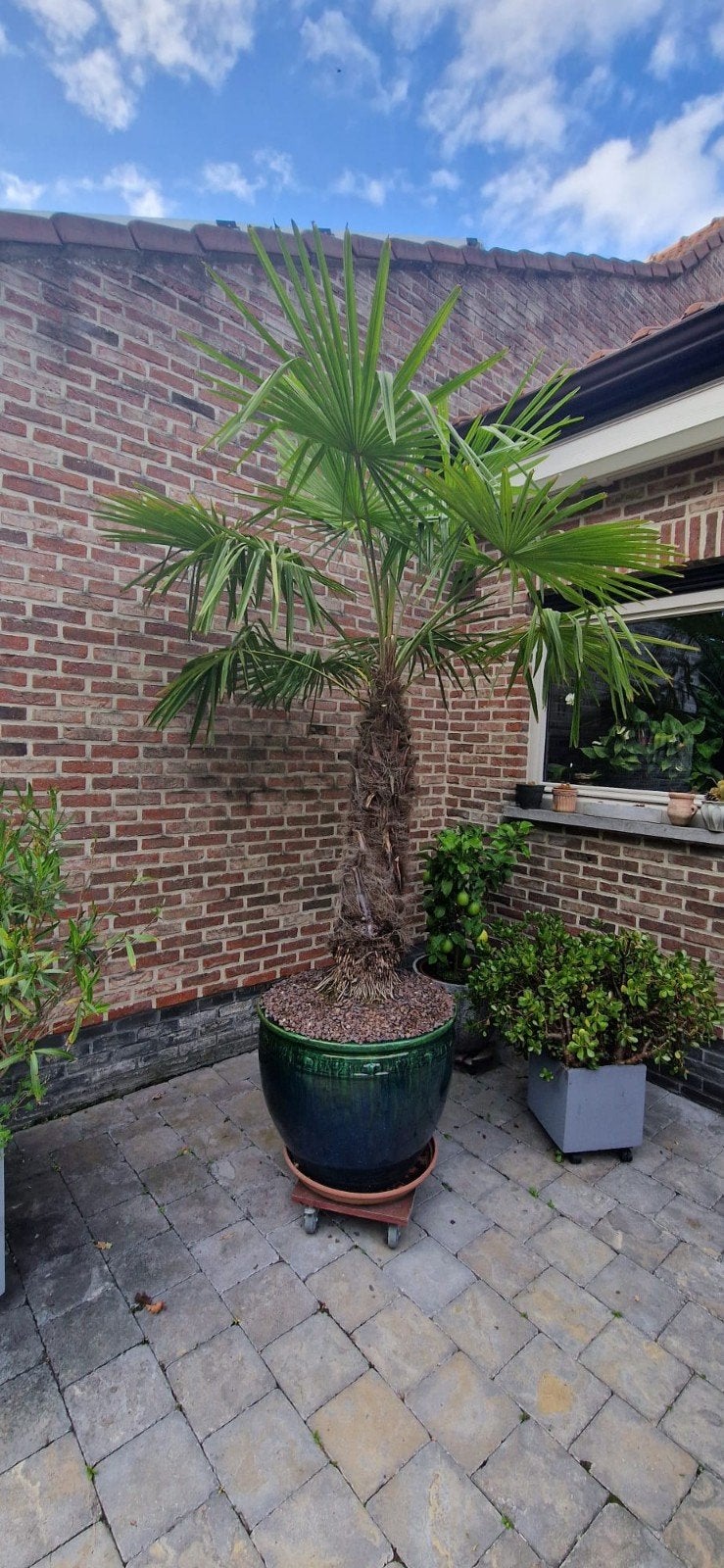 Chinese waaierpalm winterhard, Ophalen, Palmboom