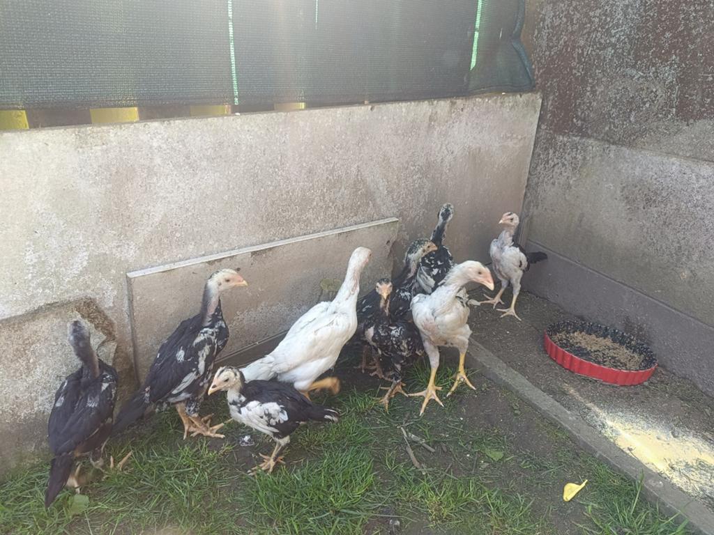 Poussin shamo, Animaux & Accessoires, Volatiles, Poule ou poulet