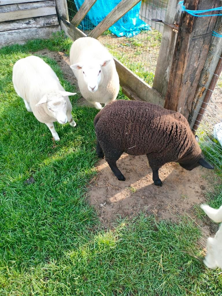 2 boklammen te koop