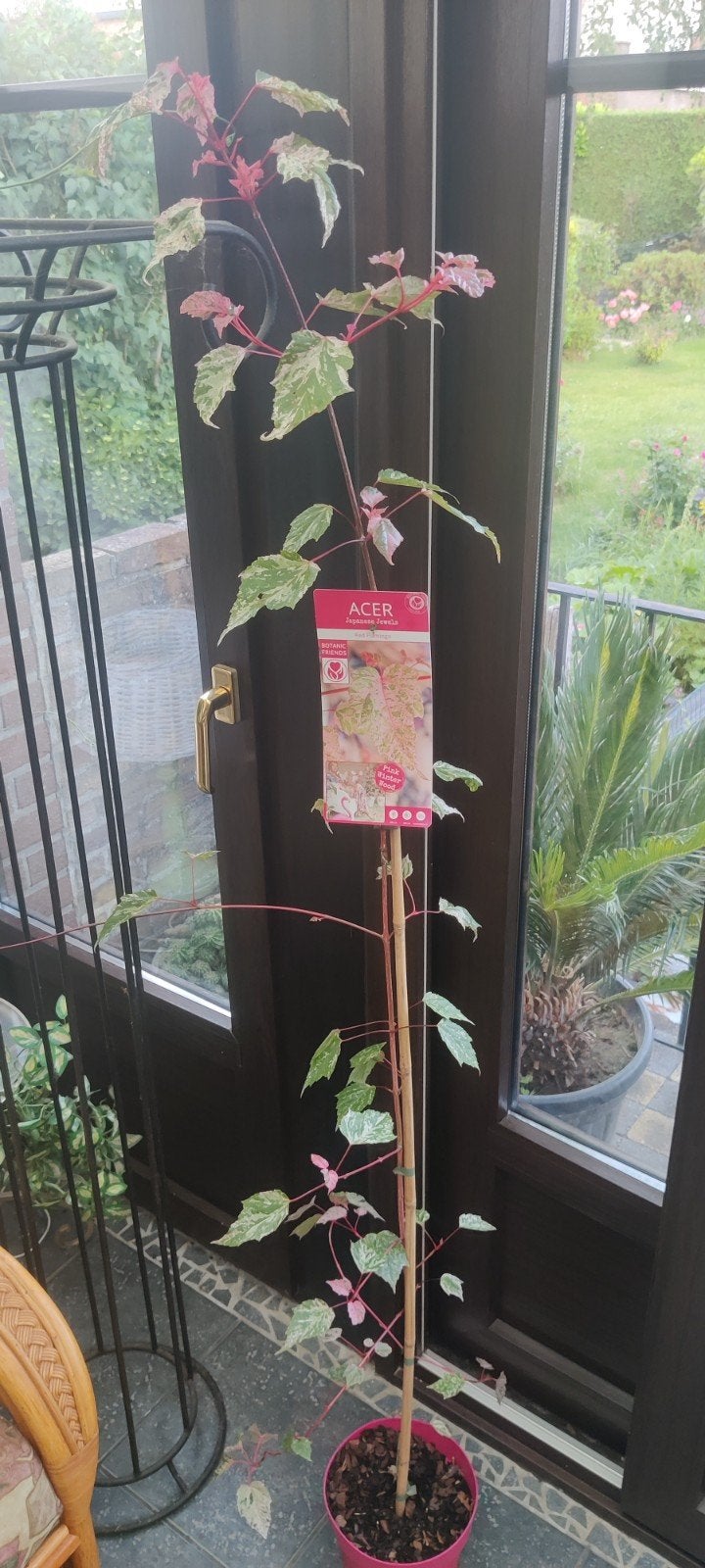 Plant Acer Red Flamingo, Ophalen